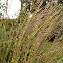Andropogon gerardiana